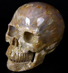 HUGE 5.2" Coral Fossil Carved Crystal Skull, Realistic