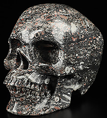 Huge 5.1" Crinoid Fossil Carved Crystal Skull,Super Realistic, Crystal Healing