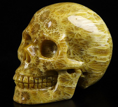 RARE QUALITY 2.0" Coral Fossil Carved Crystal Skull,Realistic, Crystal Healing