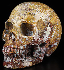 Huge 5.1" Bug Fossil Agate Carved Crystal Skull, Crystal Healing