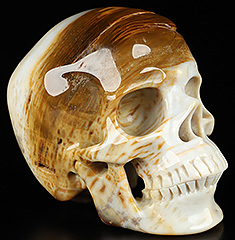 QUALITY 5.1" Petrified Wood Carved Crystal Skull,Super Realistic, Crystal Healing