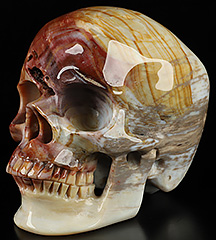 5.2" Petrified Wood Carved Crystal Skull,Super Realistic, Crystal Healing