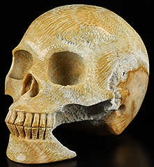 5.1" Coral Fossil Carved Crystal Skull,Super Realistic, Crystal Healing