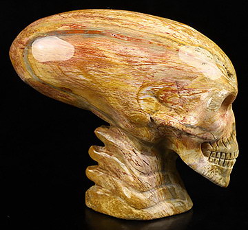 3.7" Petrified Wood Carved Crystal Elongated Mayan Alien Skull & Spine, Crystal Healing