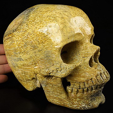 Lifesized 7.0" Coral Fossil Carved Crystal Skull,Super Realistic, Crystal Healing