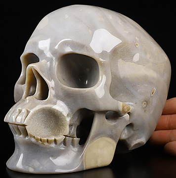 Lifesized 6.9" Coral Fossil Carved Crystal Skull,Super Realistic, Crystal Healing