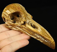 4.9" Petrified Wood Carved Crystal Raven Skull, Realistic