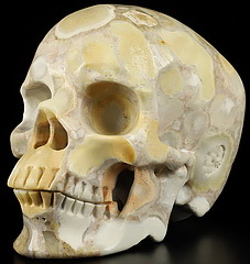 New Arrivals 5.1" Coral Fossil Carved Crystal skull,Super Realistic, Crystal Healing
