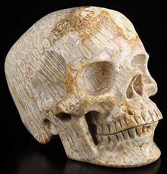 5.2" Coral Fossil Hand Carved Crystal Skull, Super Realistic, Crystal Healing