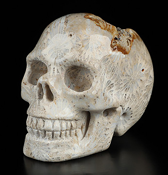 2.0" Coral Fossil Hand Carved Crystal Skull, Realistic, Crystal Healing