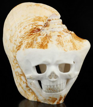 5.3" Shell Hand Carved Crystal Skull Fine Art Sculpture, Crystal Healing