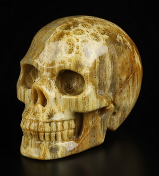 2.0" Coral Fossil Hand Carved Crystal Skull, Realistic, Crystal Healing