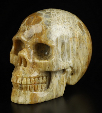 2.0" Coral Fossil Hand Carved Crystal Skull, Realistic, Crystal Healing