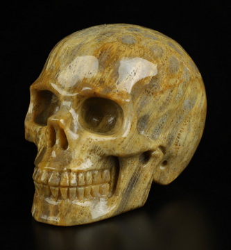 2.0" Coral Fossil Hand Carved Crystal Skull, Realistic, Crystal Healing