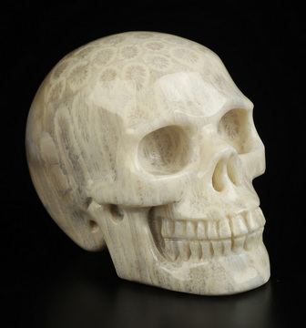 2.0" Coral Fossil Hand Carved Crystal Skull, Realistic, Crystal Healing