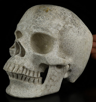 Lifesized 6.8" Coral Fossil Hand Carved Crystal Skull, Super Realistic, Crystal Healing