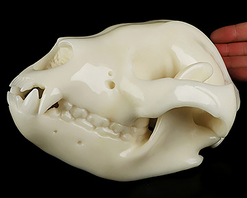 8.0" White Jade Hand Carved Wolf Crystal Skull Sculpture, Crystal Healing