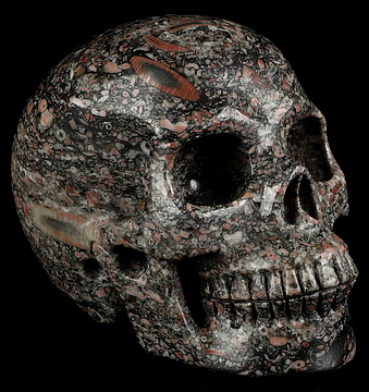 5.0" Crinoid Fossil Hand Carved Crystal Skull, Realistic, Crystal Healing