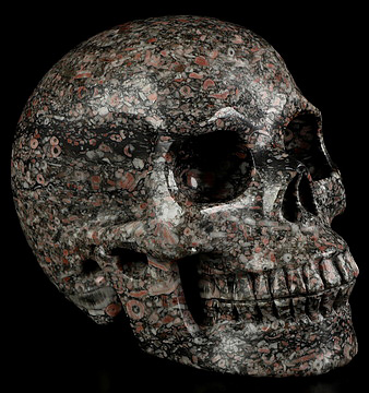 5.0" Crinoid Fossil Hand Carved Crystal Skull, Realistic, Crystal Healing