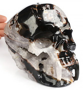 6.0" Black Zebra Agate Hand Carved Vampire Crystal Skull Fine Art Sculpture, Crystal Healing