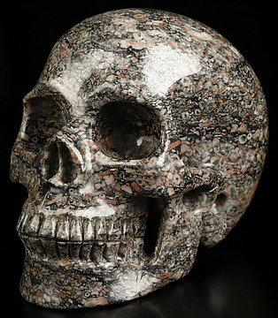 4.9" Crinoid Fossil Hand Carved Crystal Skull, Realistic, Crystal Healing