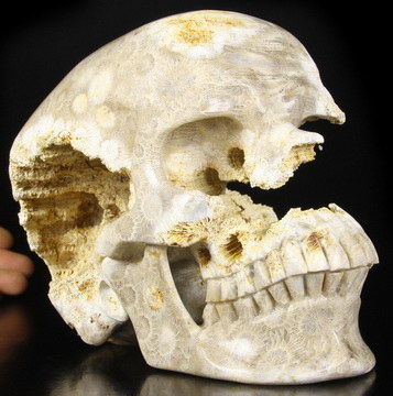 Lifeisized 7.9" Coral Fossil Geode Carved Crystal Skull, Super Realistic