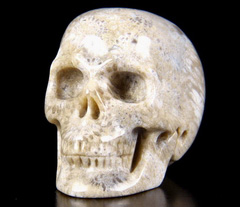 2.0" Coral Fossil Carved Crystal Skull, Realistic