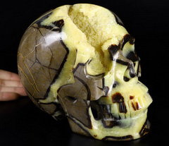 Giant 8.1" Dragon Septarian Geode Stone Carved Crystal Skull, Realistic, Crystal Healing