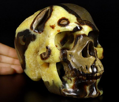 Huge 6.6" Dragon Septarian GEODE Stone Carved Crystal Skull, Super Realistic, Crystal Healing