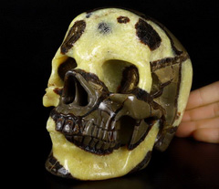 Lifesized 6.7" Dragon Septarian Geode Stone Carved Crystal Skull, Super Realistic, Crystal Healing