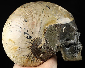7.2" Ammonite Fossil Hand Carved Crystal Skull Fine Art Sculpture, Crystal Healing
