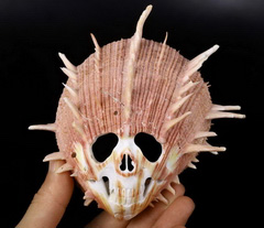 Cute 5.1" Shell Carved Crystal Skull, Crystal Healing