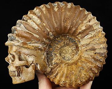 Huge 7.0" Foraminifera Fossil Carved Crystal Skull, Realistic, Crystal Healing