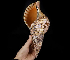 Huge 10.2" Shell Carved Crystal Skull, Crystal Healing