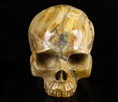 Huge 4.5" Petrified Wood Carved Crystal Skull Without Jaw, Crystal Healing