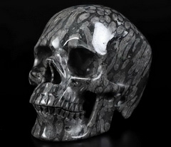 5.0" Gray Coral Fossil Carved Crystal Skull,Super Realistic, Crystal Healing