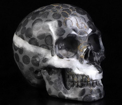 2.0" Coral Fossil Carved Crystal Skull, Realistic, Crystal Healing