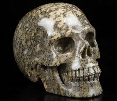 Gemstone 2.1 Dinosaur Sauropoda Bone Fossil Carved Crystal Skull, Crystal Healing