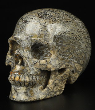 Gemstone 1.8" Dinosaur Sauropoda Bone Fossil Carved Crystal Skull, Realistic, Crystal Healing