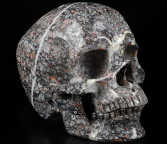 Huge 5.1" Crinoid Fossil Carved Crystal Skull,Super Realistic, Crystal Healing