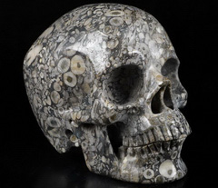 Huge 5.0" Crinoid Fossil Carved Crystal Skull,Super Realistic, Crystal Healing