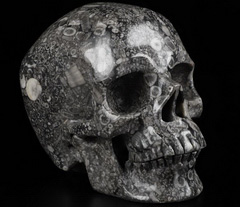Huge 5.0" Crinoid Fossil Carved Crystal Skull,Super Realistic, Crystal Healing