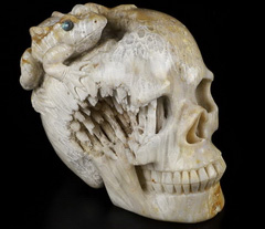 Amazing 5.1" Coral Fossil Carved Crystal Skull & Frog, Crystal Healing