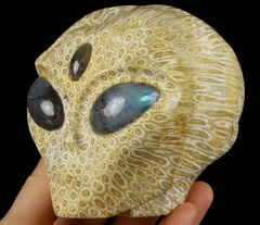 4.1" Coral Fossil Star Being Female Alien, Labradorite Eyes Crystal Skull Companion Reiki Healing Stone Statue