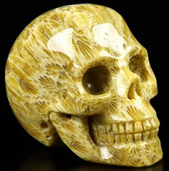 2.0" Coral Fossil Carved Crystal Skull, Realistic