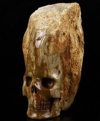 3.8" Petrified Wood Branch Carved Crystal Skull, Crystal Healing