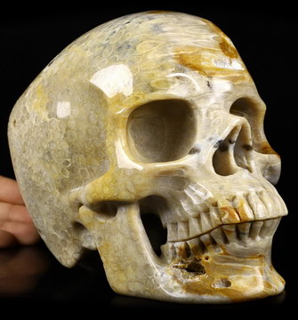 Lifesized 6.9" Coral Fossil Carved Crystal Skull,Super Realistic, Crystal Healing