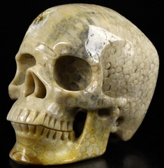 Huge 5.2" Coral Fossil Carved Crystal Skull,Super Realistic, Crystal Healing