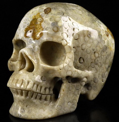 Huge 5.1" Coral Fossil Carved Crystal Skull,Super Realistic, Crystal Healing