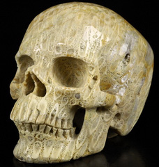 5.1" Coral Fossil Carved Crystal Skull,Super Realistic, Crystal Healing